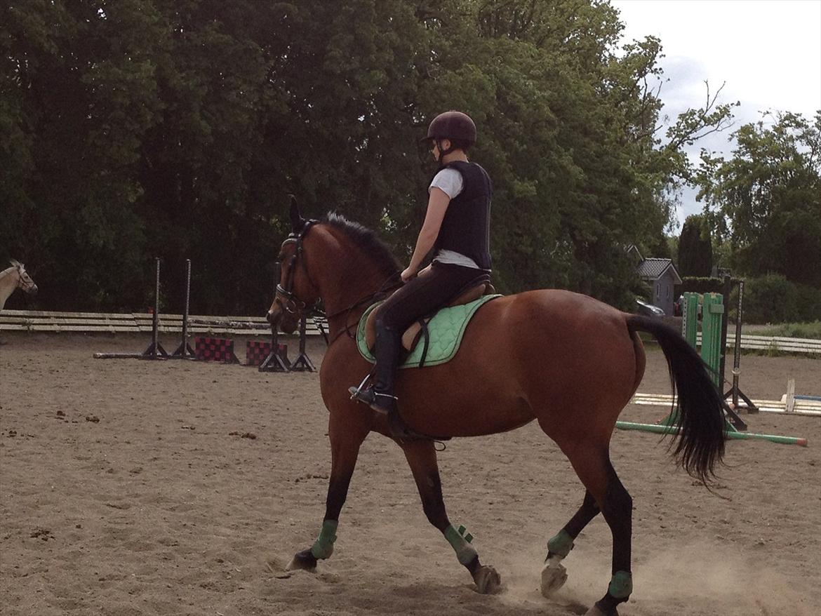Standardbred Only Schwarzkopf (One More Moving) billede 19