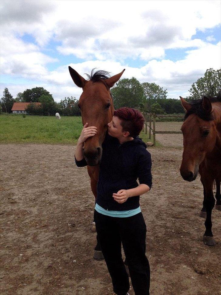 Standardbred Only Schwarzkopf (One More Moving) billede 20