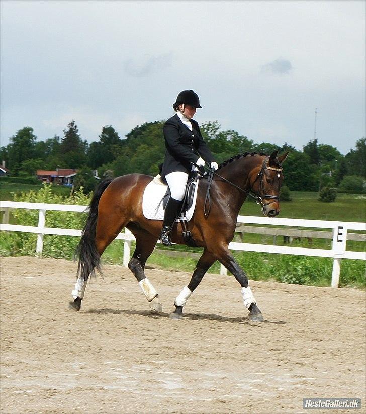 Dansk Varmblod Stald Mejses Cordell - Stævne d. 2.6.2012
Fotograf Bianca Petersen billede 11