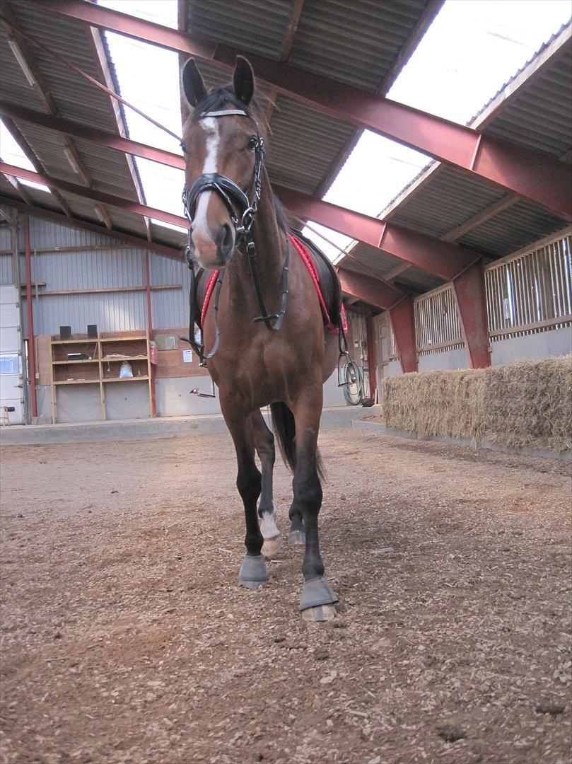 Dansk Varmblod Reloir billede 8