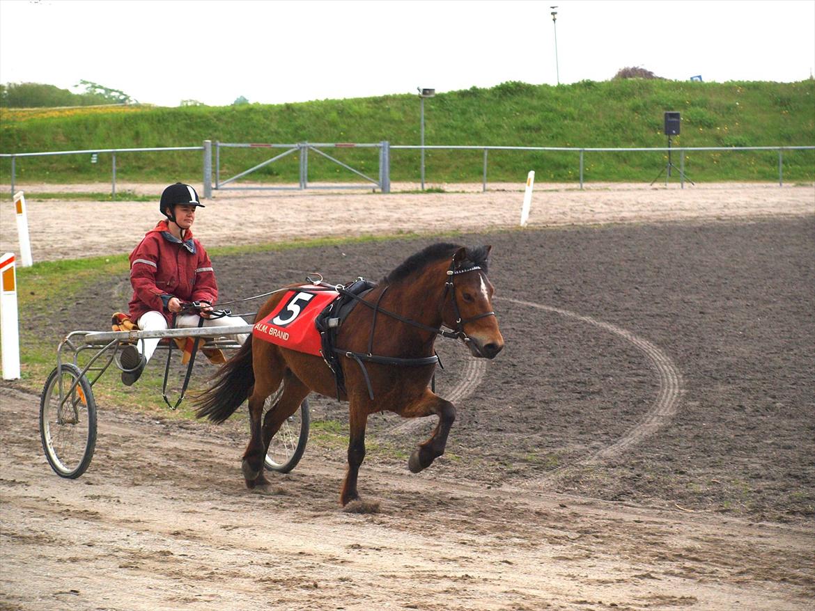 Gotlandsruss Pegasus Pan billede 6