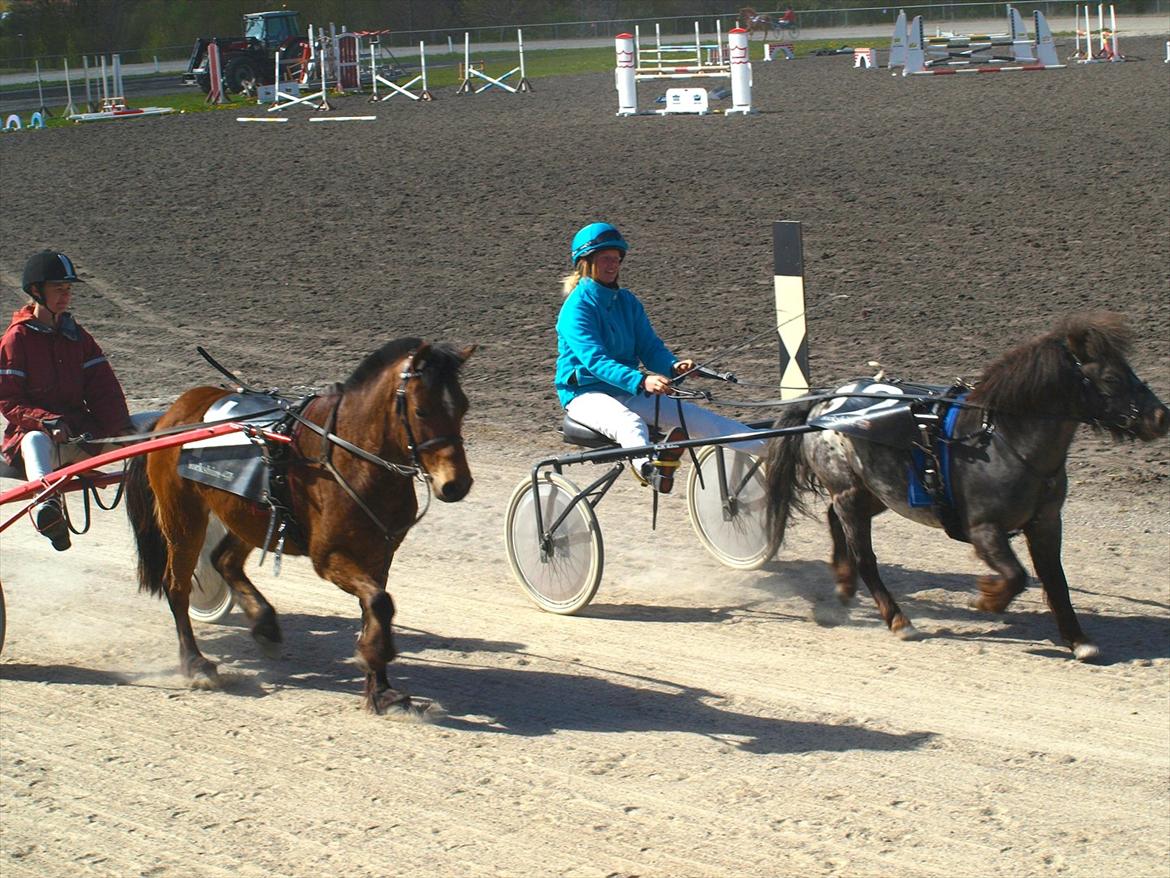 Gotlandsruss Pegasus Pan billede 5