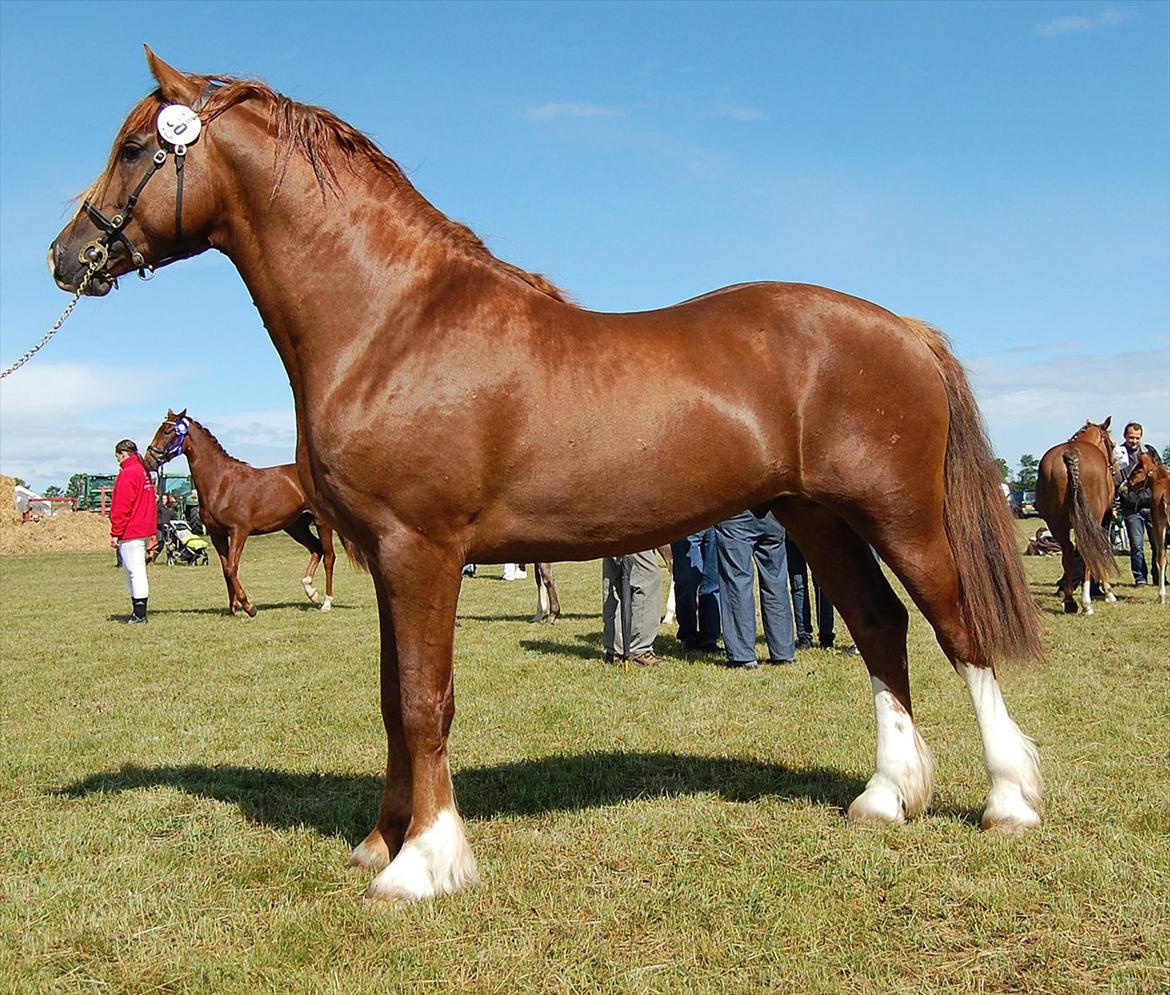 Welsh Cob (sec D) H-S Charles billede 11