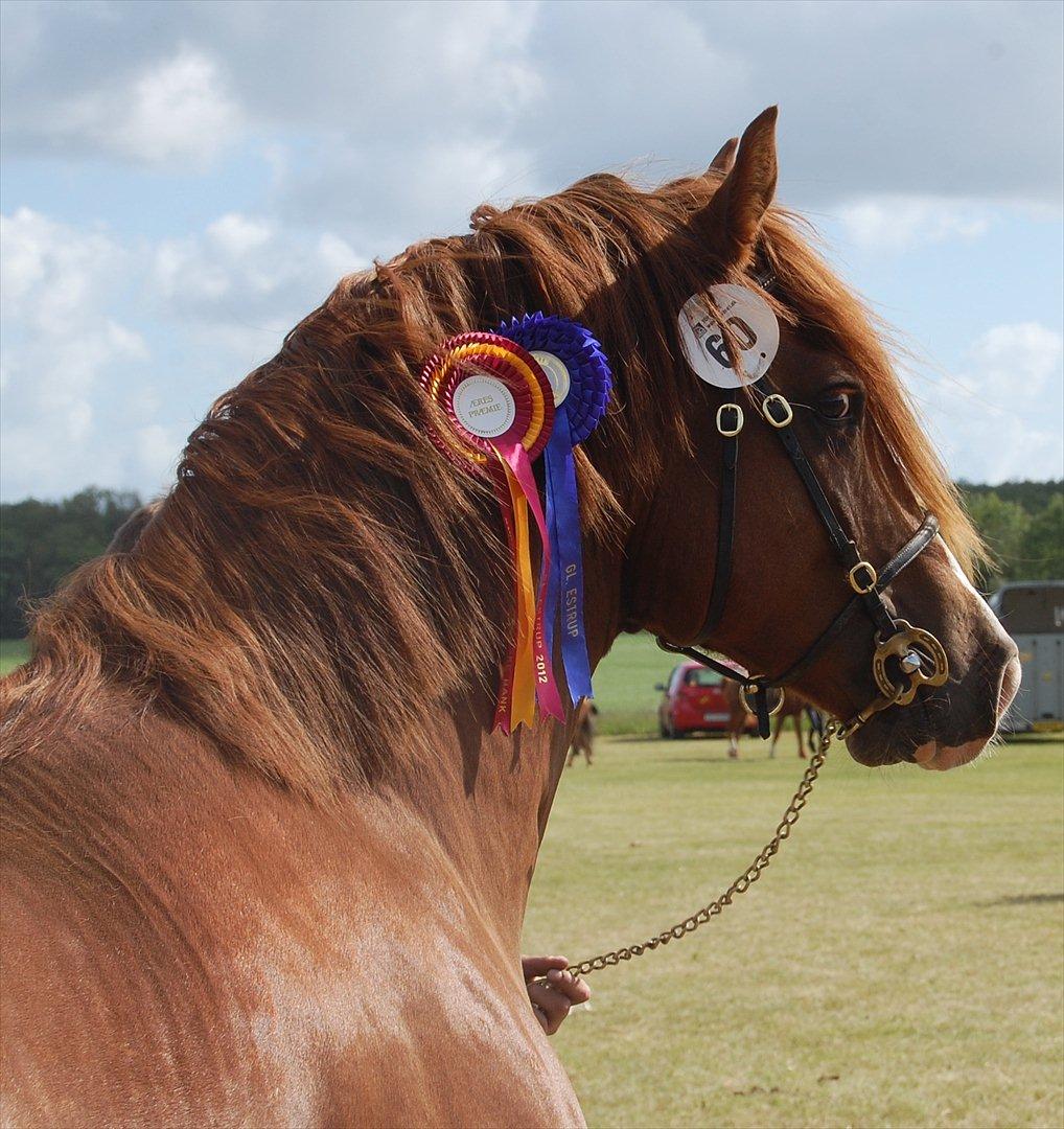 Welsh Cob (sec D) H-S Charles billede 3