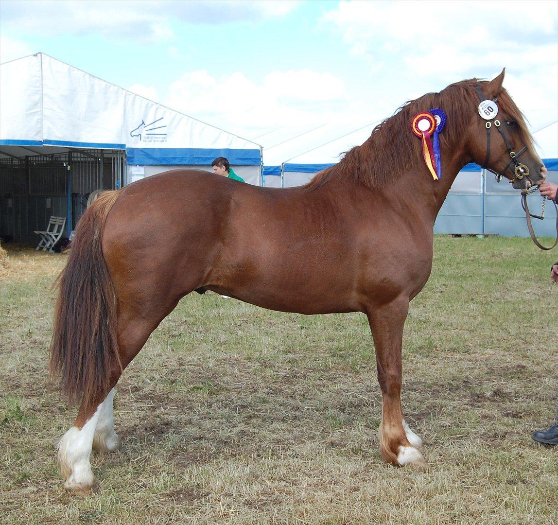 Welsh Cob (sec D) H-S Charles billede 2