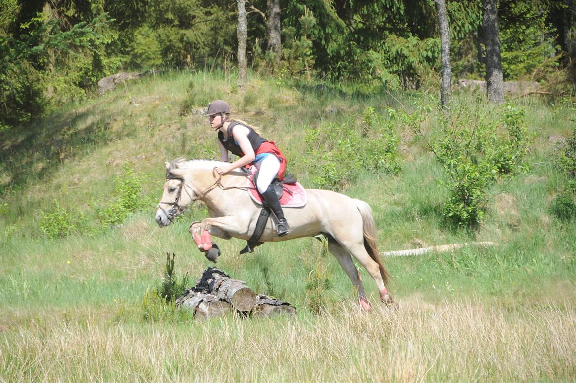 Fjordhest Freja - Jagt på Harrild hede. (: 

Foto: Far. billede 15
