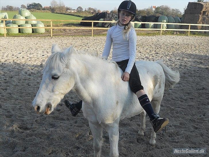 Welsh Pony (sec B) Apollon - polle <3 *SAVNES* - Jeg rider polle uden udstyr<3 billede 2