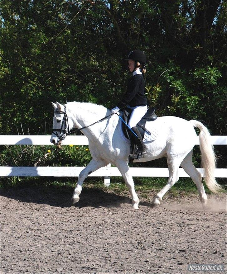 Welsh Pony (sec B) Apollon - polle <3 *SAVNES* - Pernille og Polle til stævne <3 billede 3