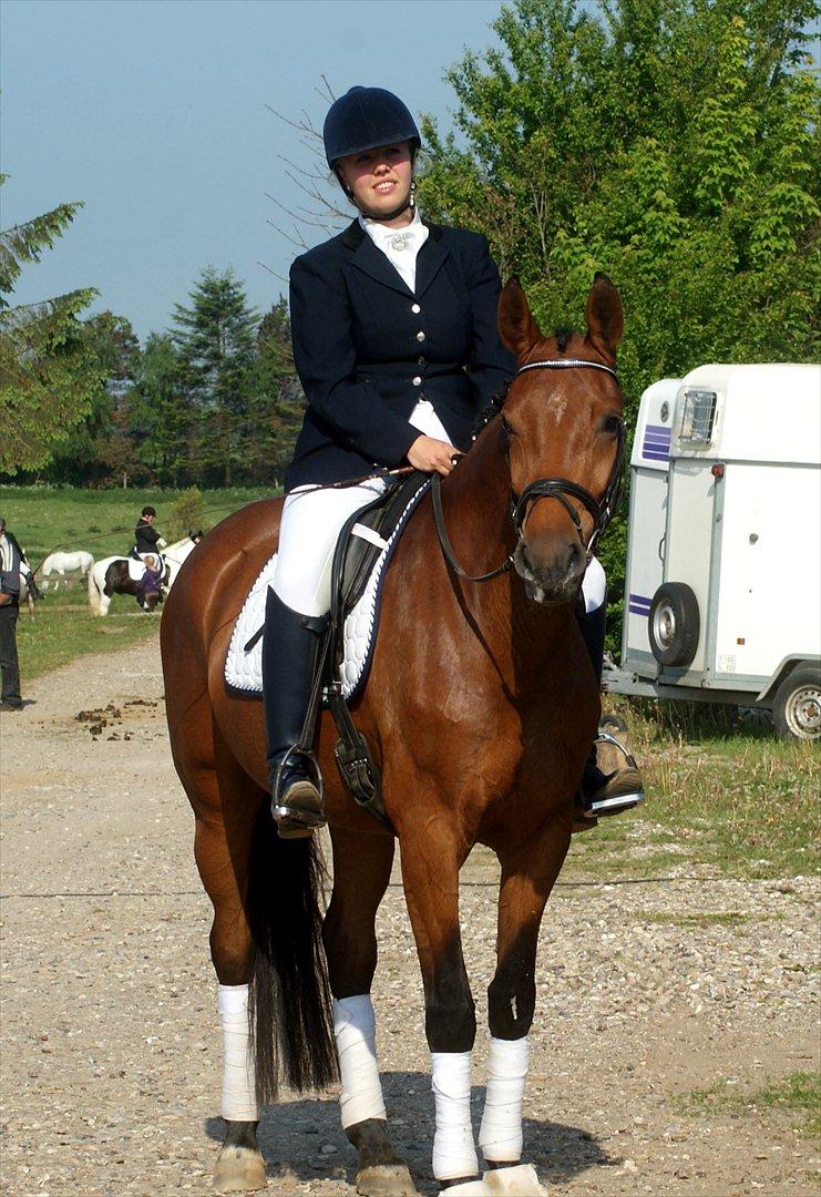 Dansk Varmblod Holstegårds Picachia  - Pips 2011 - MGR stævne debut 65% 1. plads billede 19