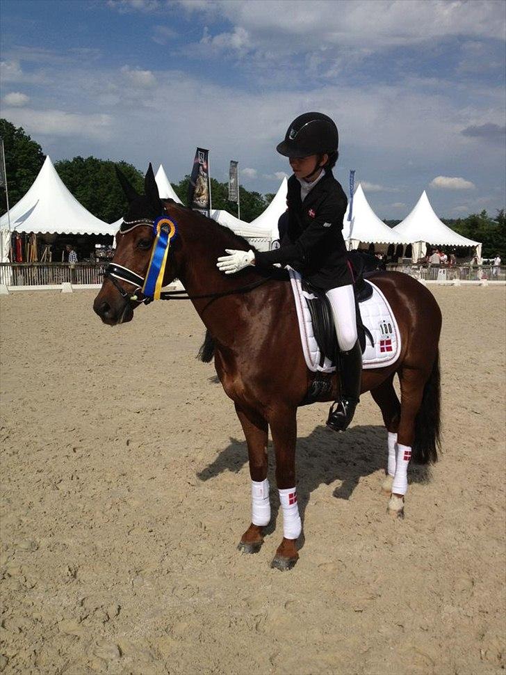 Tysk Sportspony Campari WE A-Pony - Mit første internationale stævne. 2 rosetter ud af 3 starter. 74,800% i Kür og en 4 plads :-D billede 8