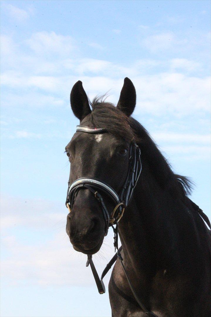 Anden særlig race Miss Money Penny (Sorte) - Velkommen til Sorte's Profil :) 
Sorte med sin Nye OS trense med AB sten :) <3 billede 1