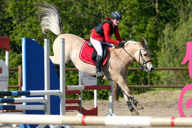 Fjordhest APOLLO/KRAPYL B-PONYx2 - DM2012 billede 19