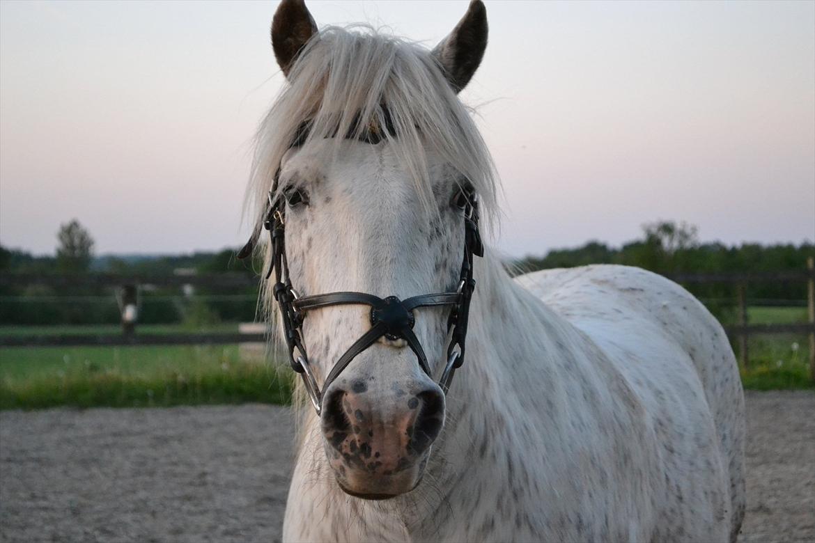 Knabstrupper Teglbrændergårdens Felix billede 1