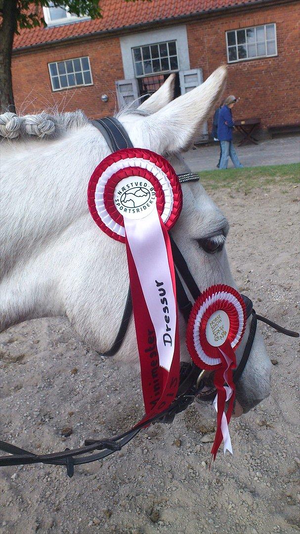 Welsh Pony (sec B) Fjordvangens Evian - Minimester med 72% LC 2 <3

Minimester 50 cm 2 pladsen <3 billede 2