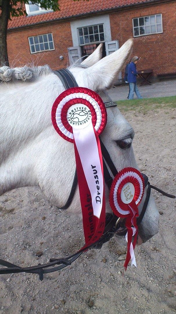 Welsh Pony (sec B) Fjordvangens Evian - Minimester med 72% LC 2 <3

Minimester 50 cm 2 pladsen <3 billede 2