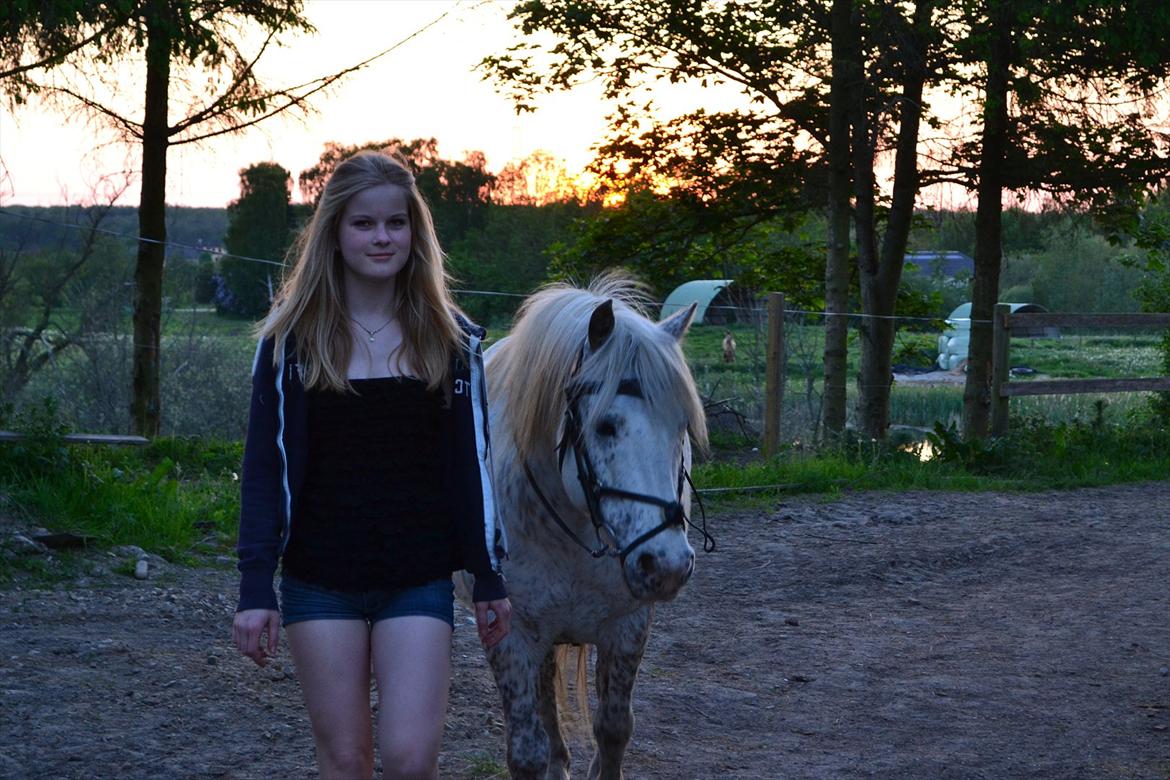 Knabstrupper Teglbrændergårdens Felix billede 2