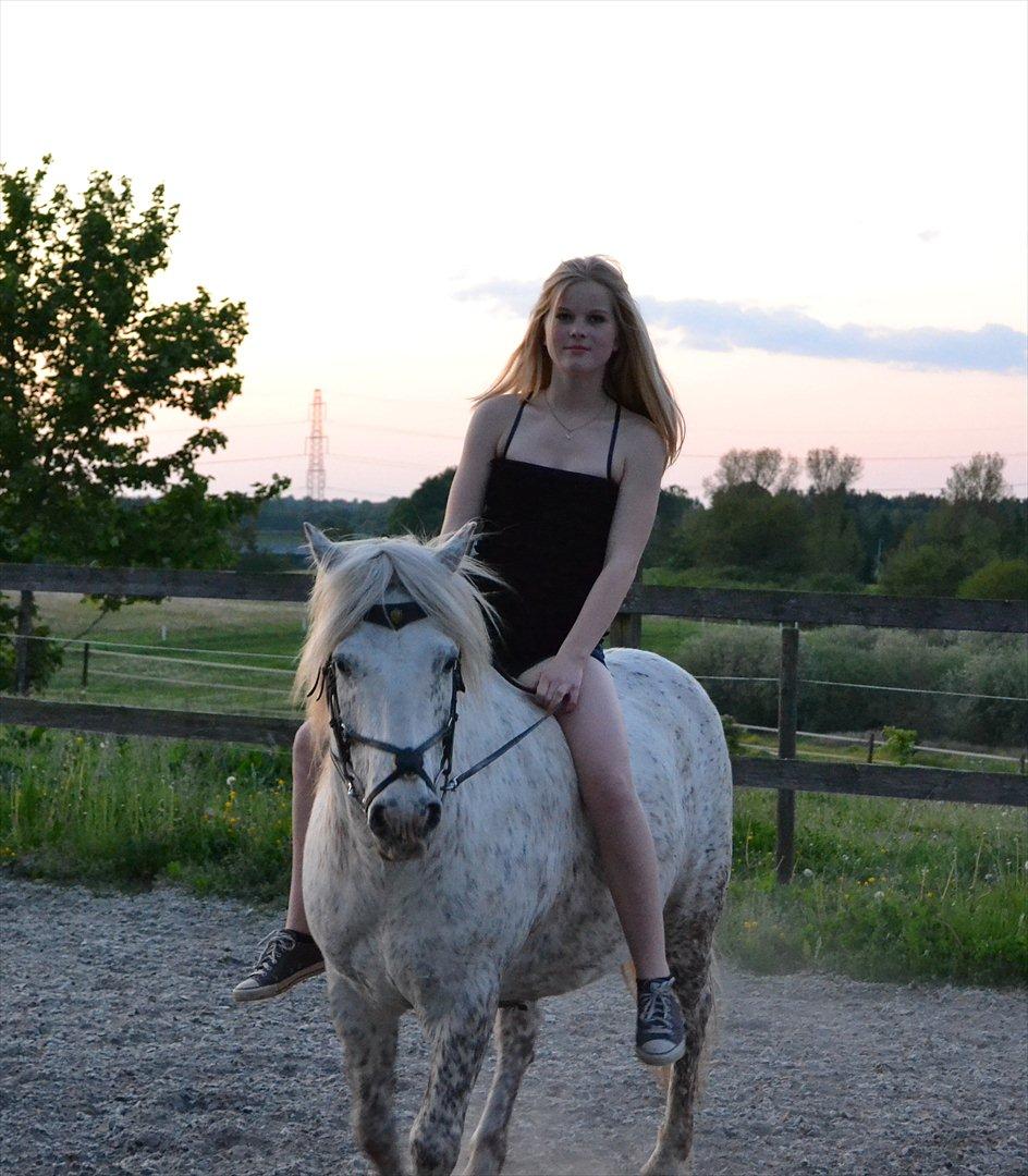 Knabstrupper Teglbrændergårdens Felix billede 3