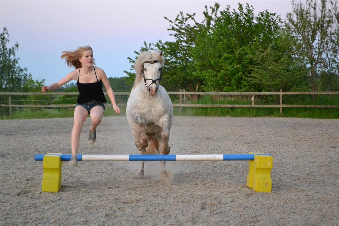 Knabstrupper Teglbrændergårdens Felix billede 4
