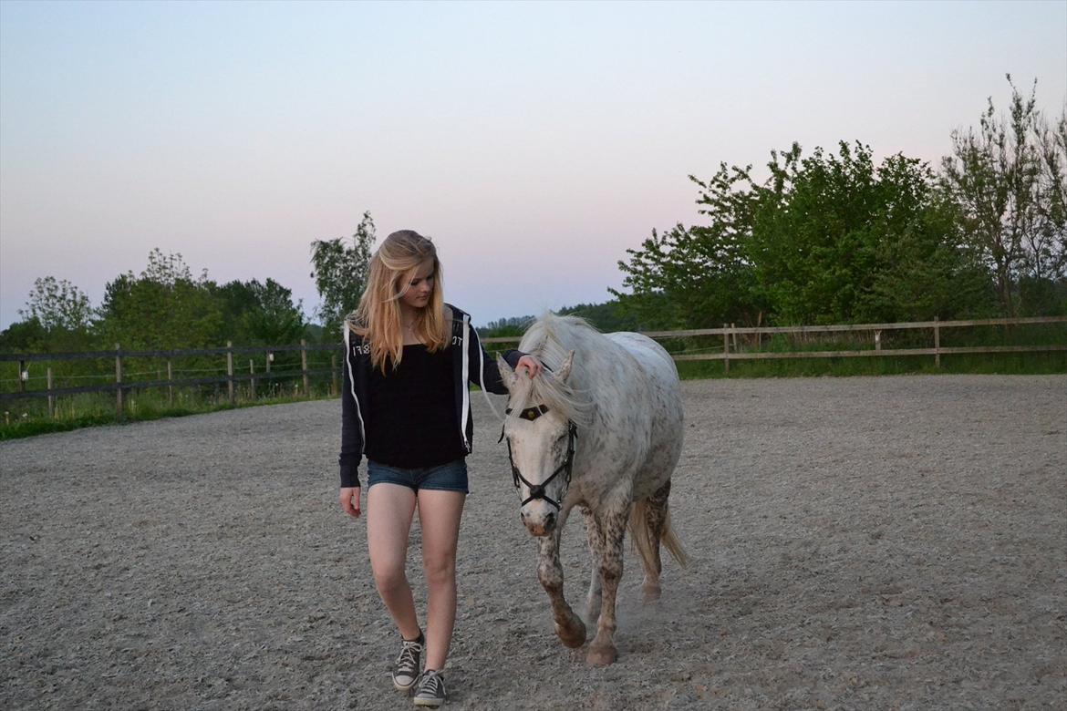 Knabstrupper Teglbrændergårdens Felix billede 5
