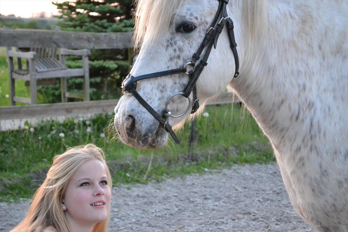 Knabstrupper Teglbrændergårdens Felix billede 6