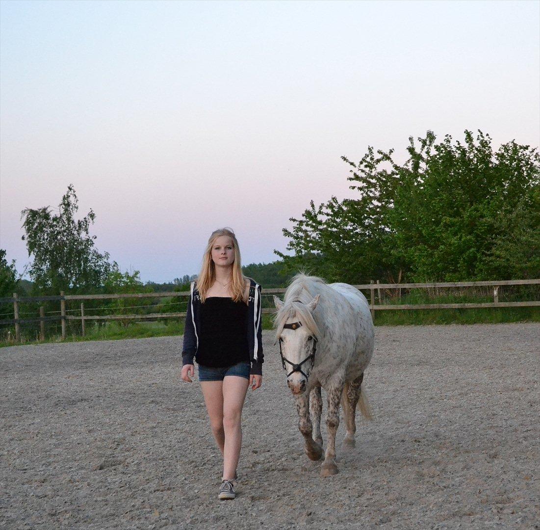 Knabstrupper Teglbrændergårdens Felix billede 7