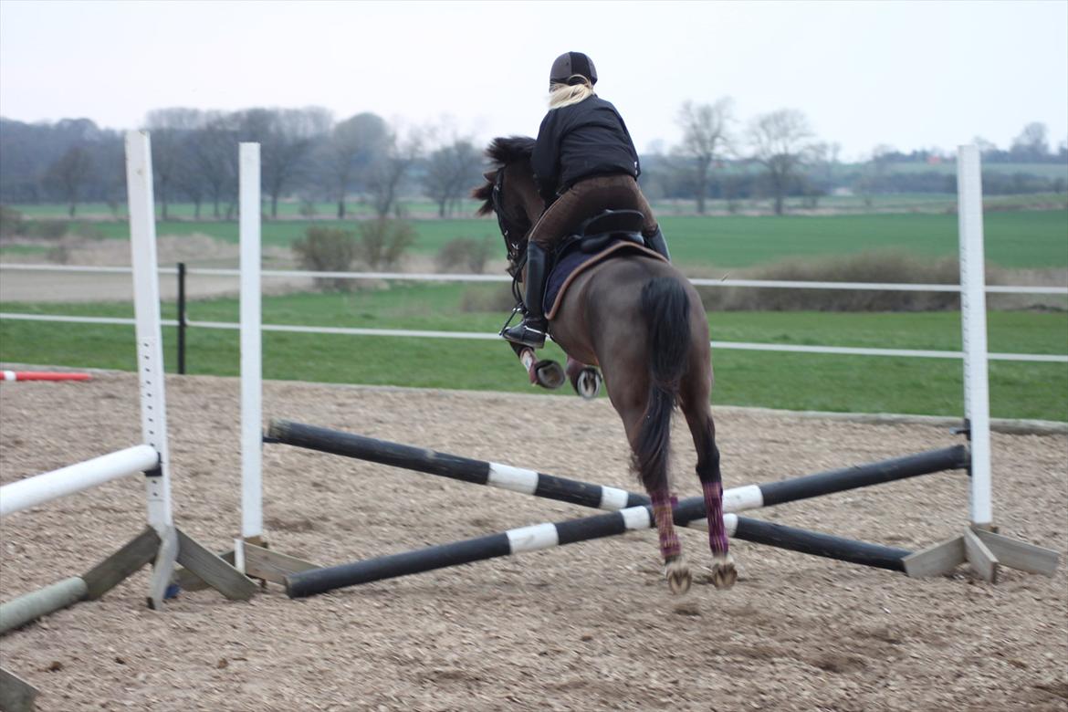 Anden særlig race Mr. Quickly B-pony - Første gang vi springer :D  billede 12