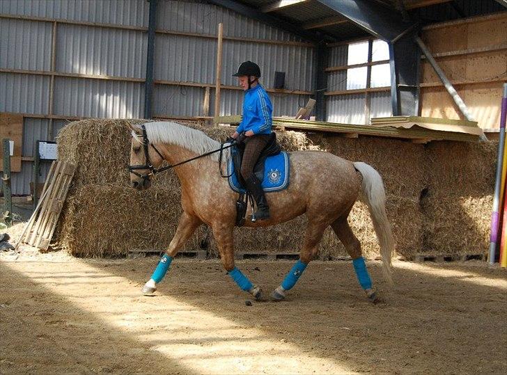 Palomino Axélls Bette Davis - Som avler skrev til billedet: Hun ligner jo en hel million!
2.Juni 2012 - Første gang jeg rider hende hjemme, sådan rigtigt (: billede 2