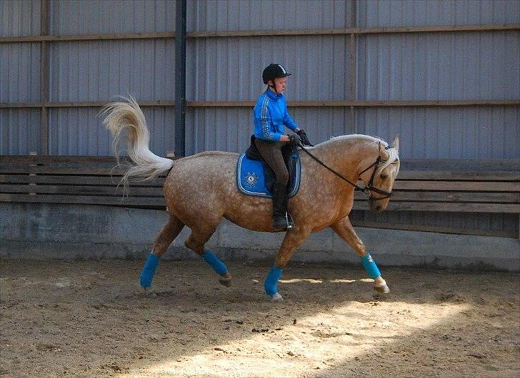 Palomino Axélls Bette Davis - Sikke en trav!!! 
2.Juni 2012 - Første gang jeg rider hende hjemme, sådan rigtigt (: billede 5