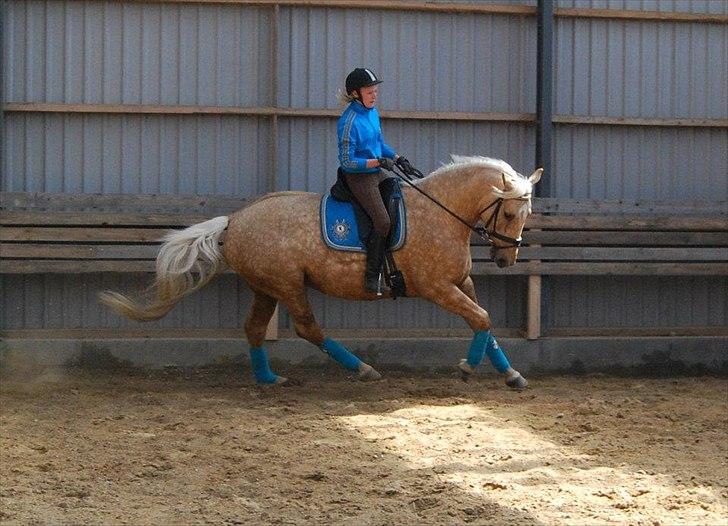 Palomino Axélls Bette Davis - Jubiii :D
2.Juni 2012 - Første gang jeg rider hende hjemme, sådan rigtigt (: billede 7