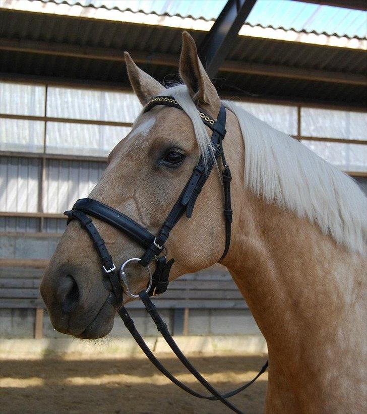 Palomino Axélls Bette Davis - Halløjsa, en smuk hest!
2.Juni 2012 - Første gang jeg rider hende hjemme, sådan rigtigt (: billede 10
