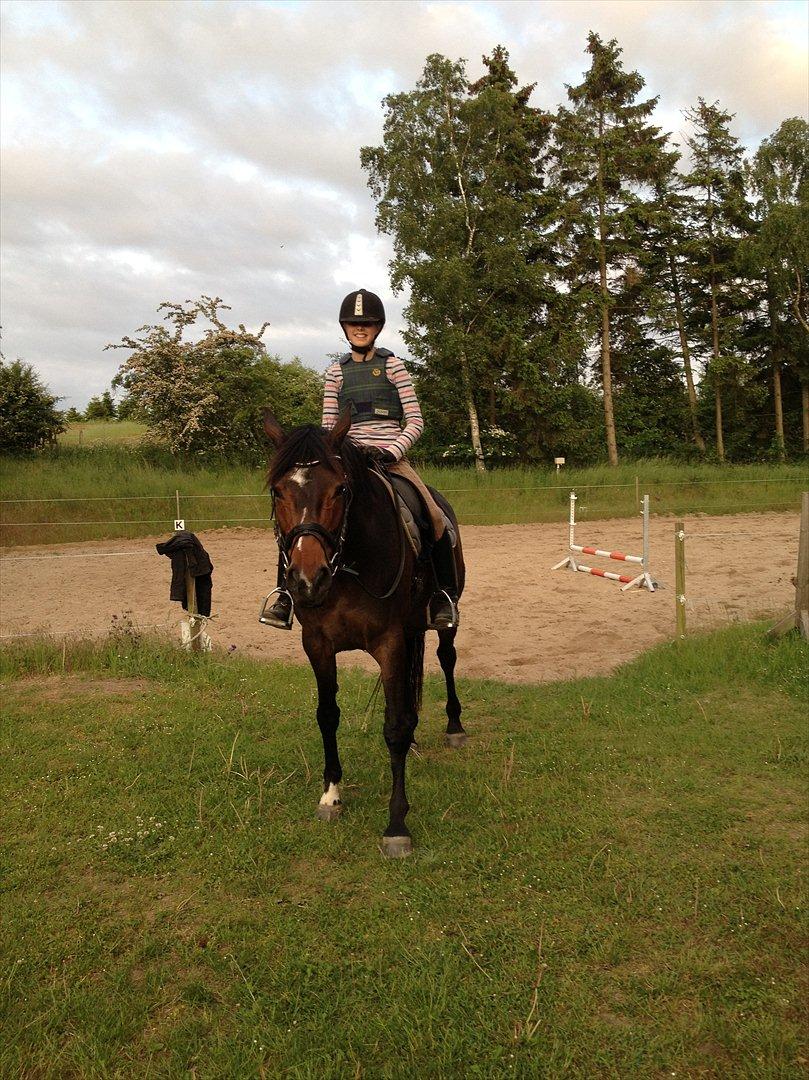 Dansk Varmblod Rudmosens Dejavu - Fotomodel:-D billede 11