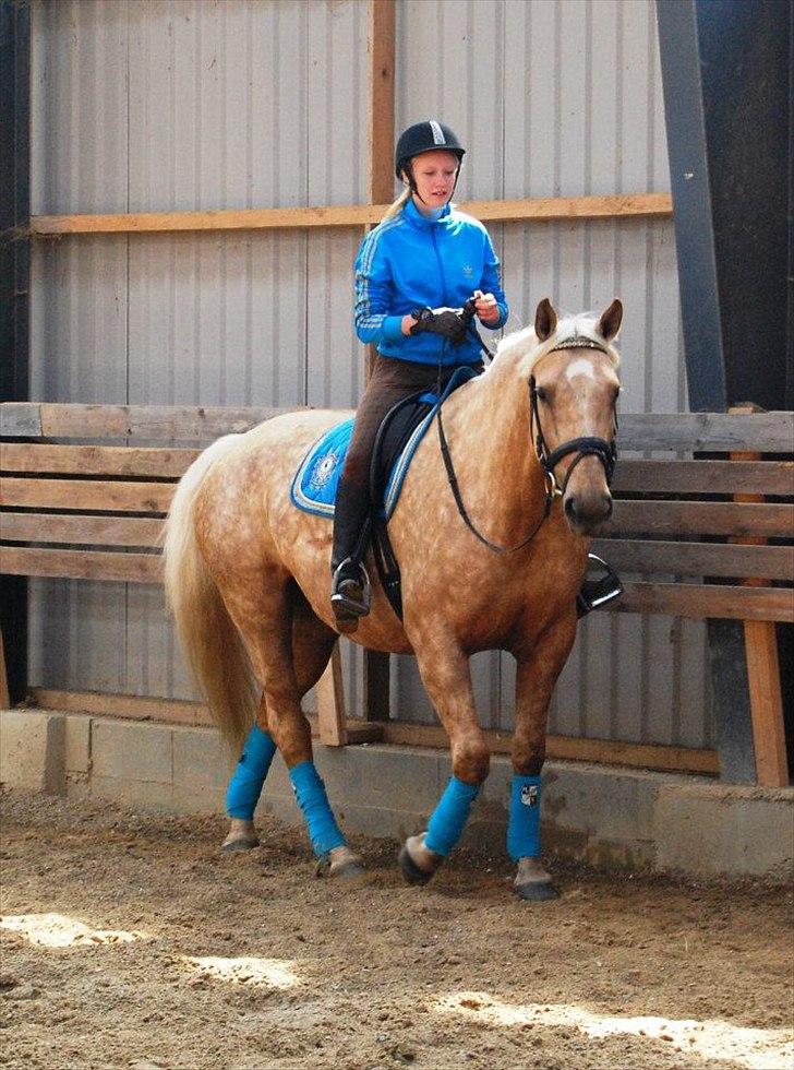 Palomino Axélls Bette Davis - Så fine :-)
2.Juni 2012 - Første gang jeg rider hende hjemme, sådan rigtigt (: billede 9