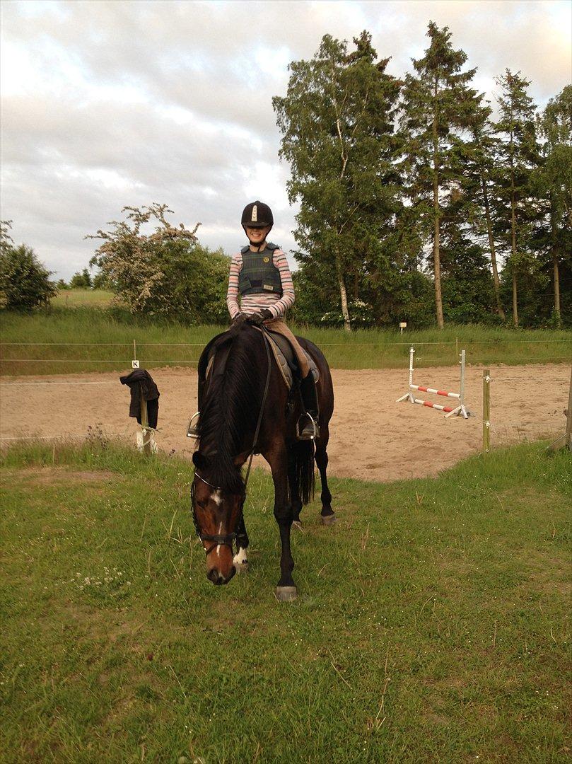 Dansk Varmblod Rudmosens Dejavu - Nur<3 billede 5