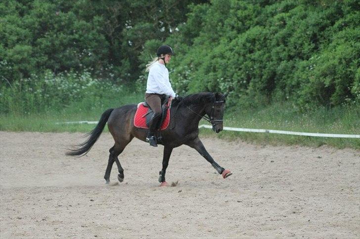 Hollandsk Sportspony Egano. - Syg pony man har sig.
Taget af Baun Photo.  billede 11