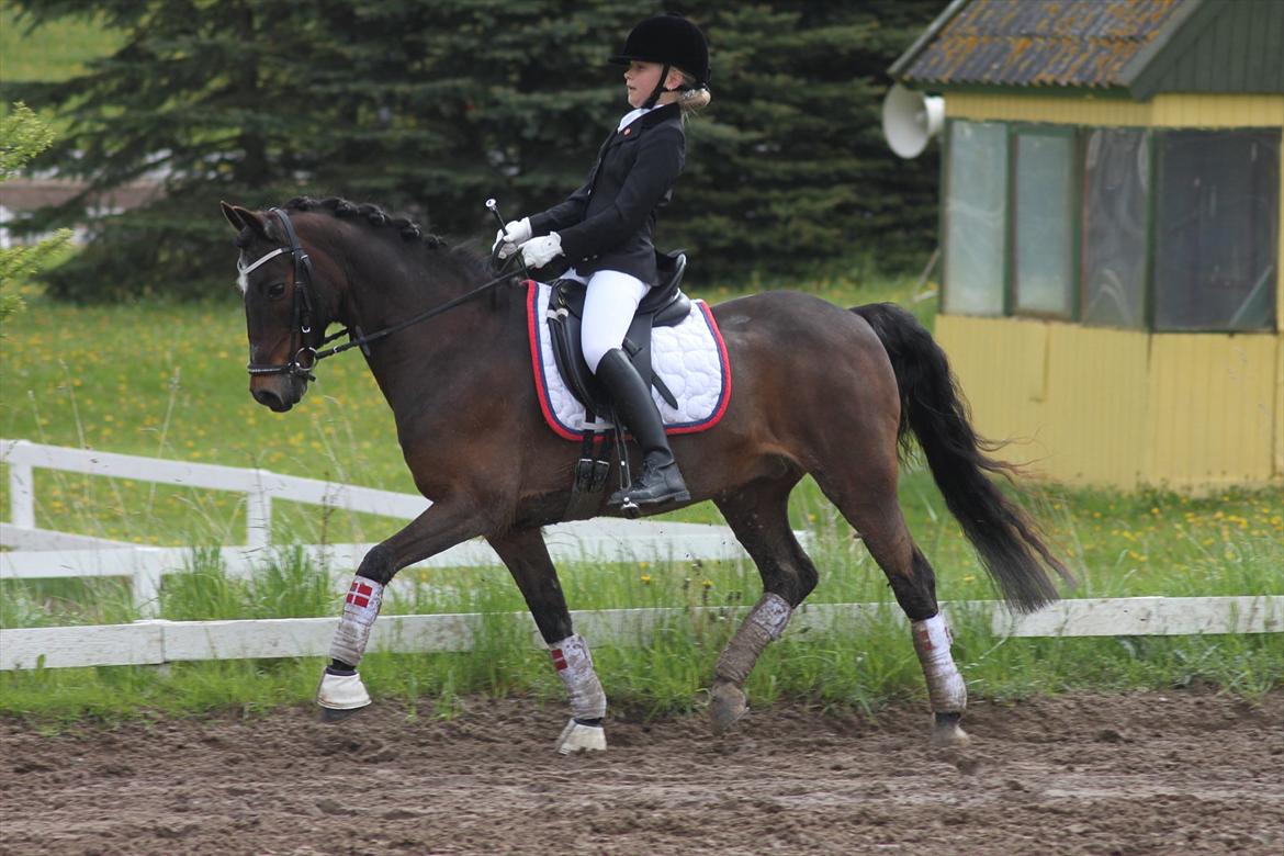 Anden særlig race Mr. Quickly B-pony - Stævne 2012 :)  billede 15