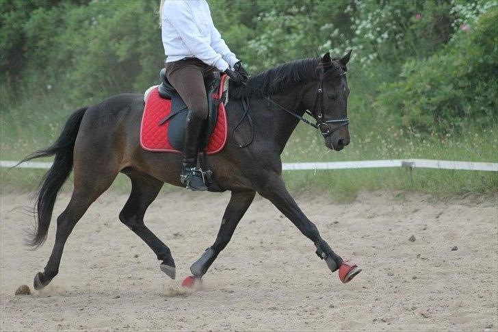 Hollandsk Sportspony Egano. - I en smuk øgning :****
Taget af Baun Photo. billede 10