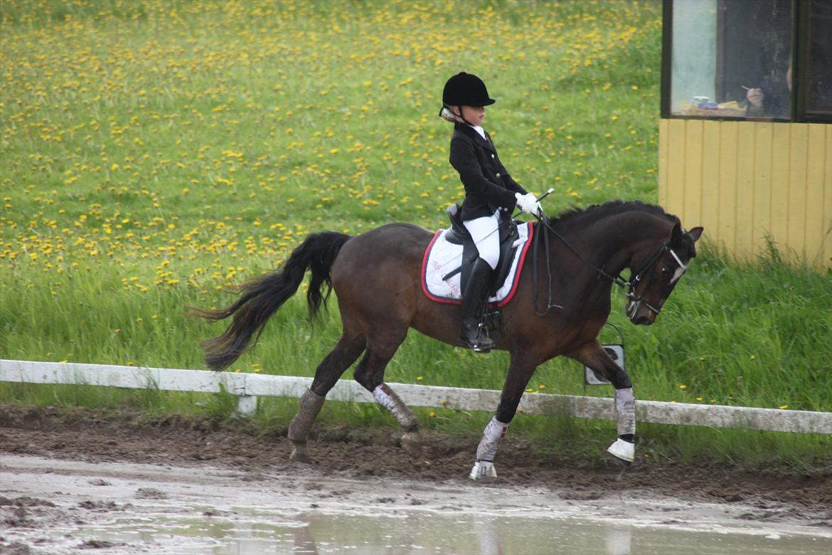 Anden særlig race Mr. Quickly B-pony - Stævne 2012 :)  billede 18