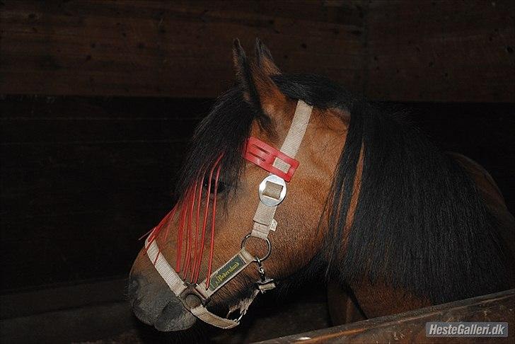 Dartmoor <3 Hammeldrups Desirée <3<3<3 - I boks. Foto: Nadia billede 7