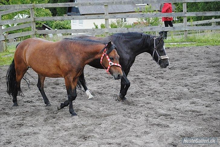 Dartmoor <3 Hammeldrups Desirée <3<3<3 - Bror og søster:) Foto: Nadia. billede 5