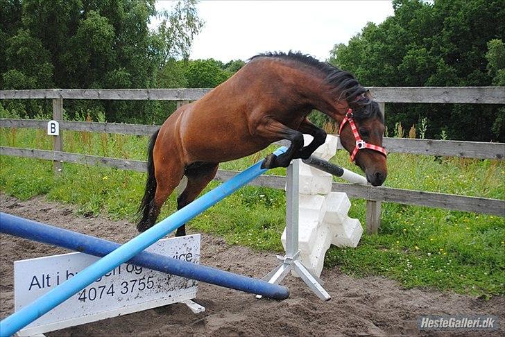 Dartmoor <3 Hammeldrups Desirée <3<3<3 - Løsspring. Foto: Nadia. billede 10