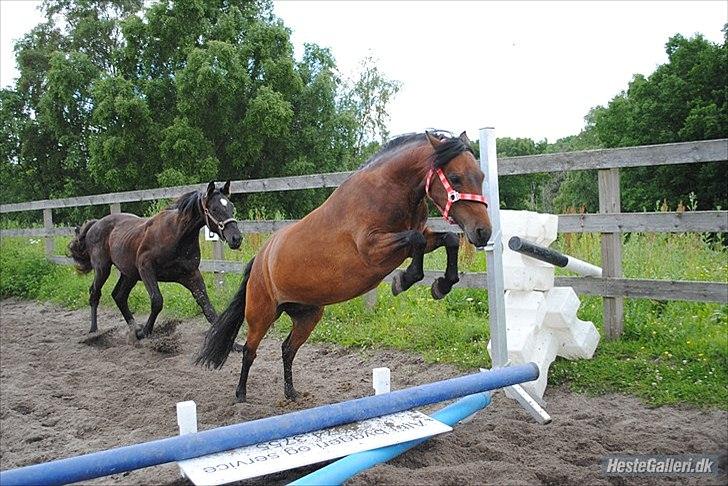 Dartmoor <3 Hammeldrups Desirée <3<3<3 - Løsspring. Foto: Nadia billede 13