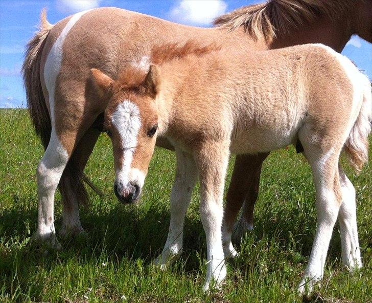 Pinto Baileys af Brovang **BROVANG** SOLGT ! - Du bliver så hurtig STOR Baileys drengen ;) billede 10