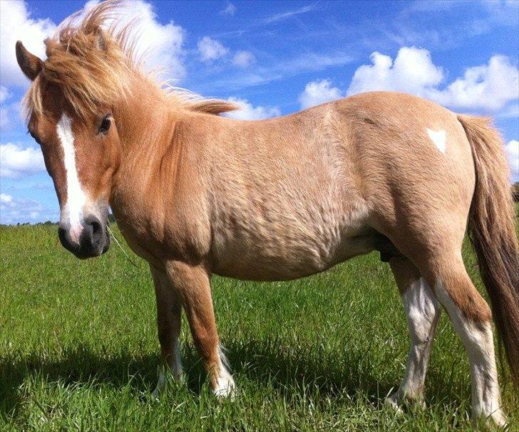 Pinto Doheema Snuske PIN 596 **BROVANG** SOLGT ! - Nu med føl ved siden ;D billede 14