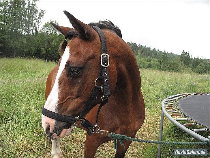 New Forest Macoy billede 5