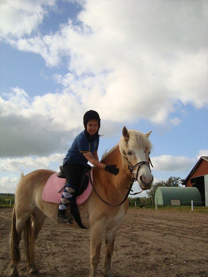 Haflinger Morgan - She's my pride and joy. billede 4