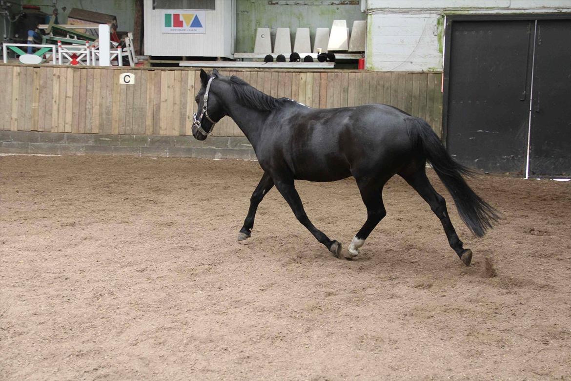 DSP Toftekildes Nelly billede 15