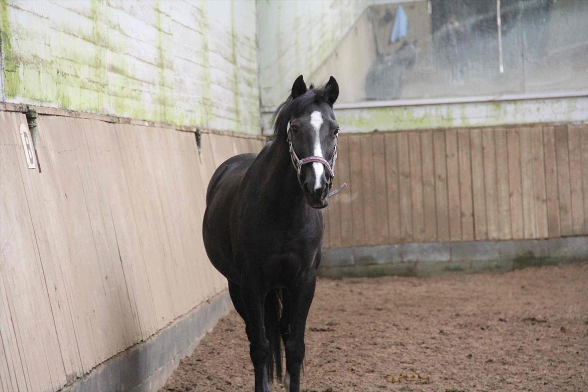 DSP Toftekildes Nelly billede 16