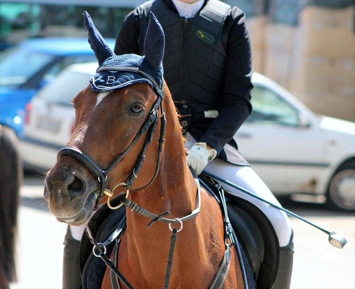 Anden særlig race Balto - Velkommen til Balto's profil, håber i nyder den. | Pinsestævne på Langstruplund 2012 | Foto: Simone Sigersted billede 1