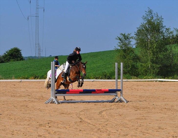 Tysk Sportspony Louisiana billede 7