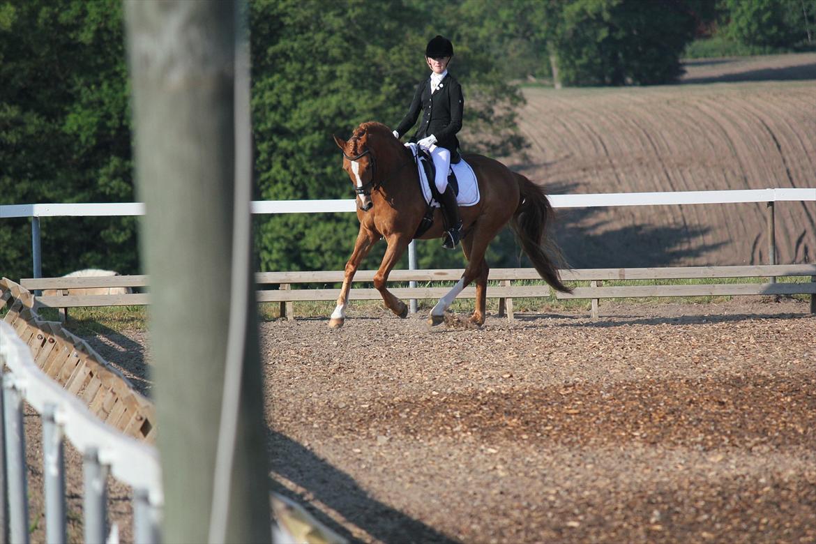 Welsh Partbred (Sec F) Bjerregårds Sheik - i himlen<3 billede 14